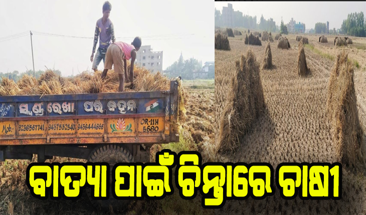 ବାତ୍ୟା ପାଇଁ ଚିନ୍ତାରେ ଚାଷୀ, ବିଲରେ ପଡ଼ି ରହିଛି ହେକ୍ଟର ହେକ୍ଟର ପାଚିଲା ଧାନ