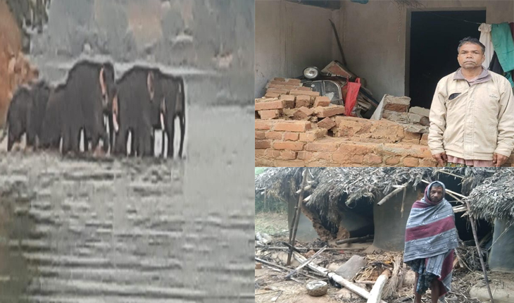ଥମୁନି ହାତୀ ଉପଦ୍ରବ, ବ୍ୟାପକ ଫସଲ ନଷ୍ଟ ସହ ଭାଙ୍ଗିଲେ ଘର