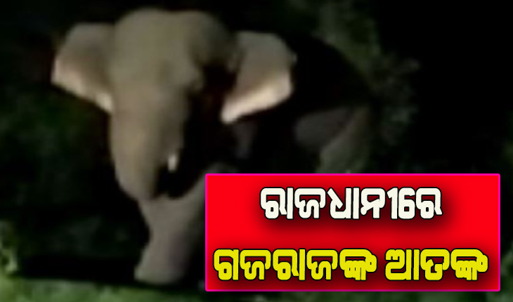 ଭୁବନେଶ୍ବରରେ ହାତୀ ଆତଙ୍କ, ଘଉଡାଇବାକୁ ନାକେଦମ ହେଲେ ବନ କର୍ମଚାରୀ