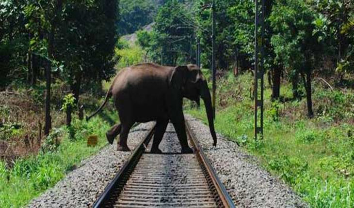 ଚଳନ୍ତା ଟ୍ରେନ ଧକ୍କାରେ ଦନ୍ତା ହାତୀ ଗୁରୁତର