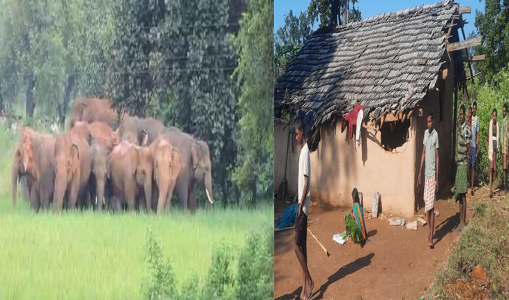 ଠାକୁରମୁଣ୍ଡା ଅଞ୍ଚଳରେ ହାତୀ ଉପଦ୍ରବ: ଭାଙ୍ଗିଲେ ଘର ଖାଇଲେ ଧାନ