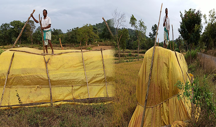 ଚାଷୀଙ୍କୁ ଘାରିଛି ବର୍ଷା ଆଶଙ୍କା: ଅମଳ ଧାନକୁ ସୁରକ୍ଷା ଦେବାପାଇଁ ଲାଗିପଡିଛି ଚାଷୀ