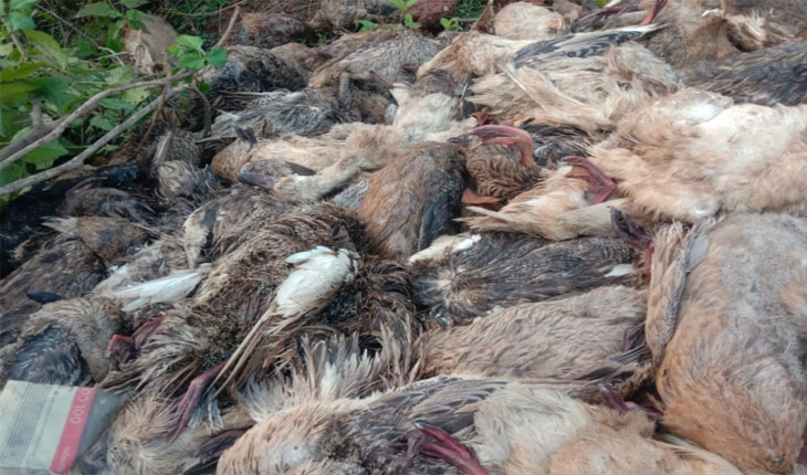 ଲୁଚା ଛପାରେ ଚାଲିଛି ବିଦେଶାଗତ ପକ୍ଷୀଙ୍କ ଅବାଧ ଶିକାର, ରାସ୍ତା କଡରେ ପଡ଼ିରହିଛି ଶହ ଶହ ପଚାଷଢା ପକ୍ଷୀଙ୍କ ମୃତଦେହ