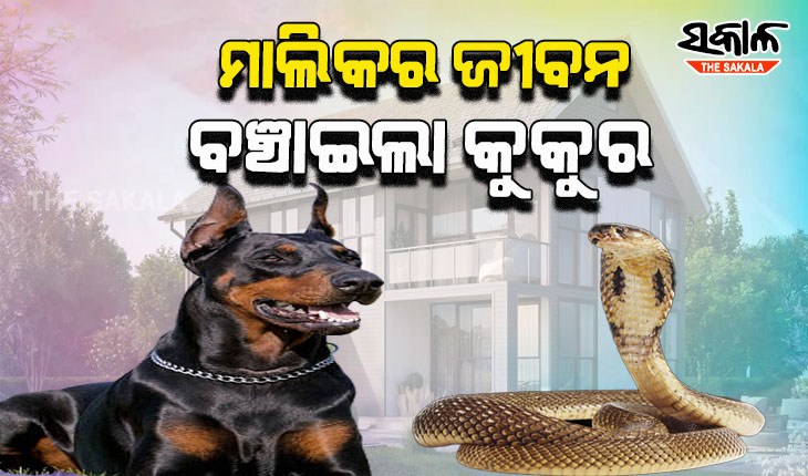ବିଷାକ୍ତ ସାପକୁ ମାରି ମାଲିକଙ୍କୁ ସୁରକ୍ଷାଦେଲା କାଳି
