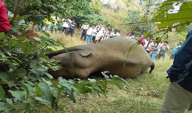 ବସଲାଟ୍ ଜଙ୍ଗଲରୁ ମାଈ ହାତୀର ମୃତଦେହ ଉଦ୍ଧାର