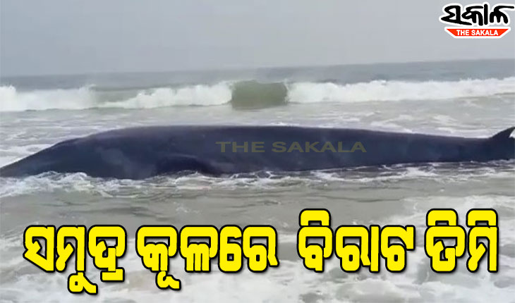 ସମୁଦ୍ର କୂଳରେ ଲାଗିଲା ବିଶାଳକାୟ ତିମି