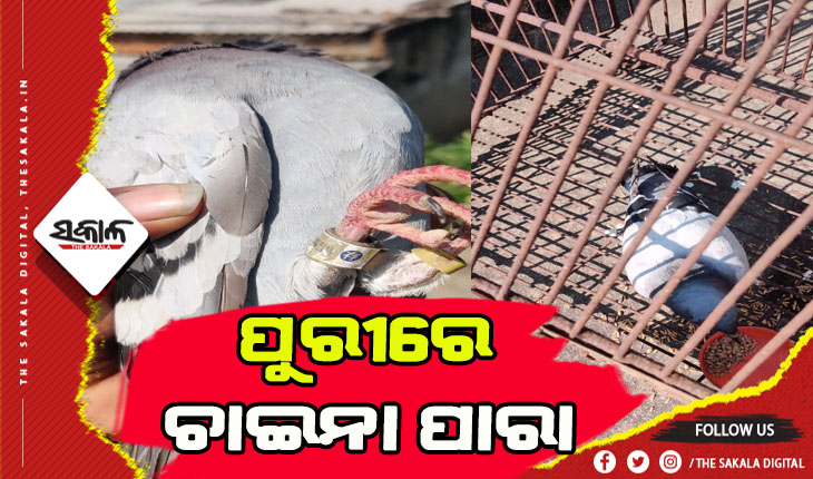 ପାରାକୁ ନେଇ ସନ୍ଦେହରେ ସହରବାସୀ: ରାଉରକେଲା ପରେ ଏବେ ପୁରୀରେ ଚାଇନା ପାରା