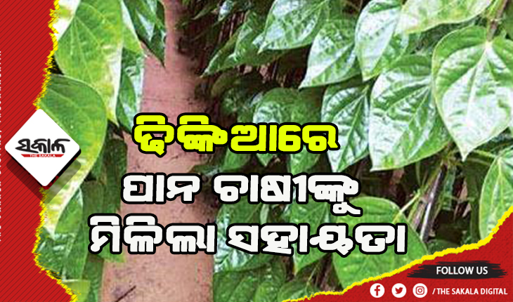 ଢିଙ୍କିଆରେ ୨୨୫ ପାନ ଚାଷୀଙ୍କୁ ମିଳିଲା ୫କୋଟି ୬୬ ଲକ୍ଷ
