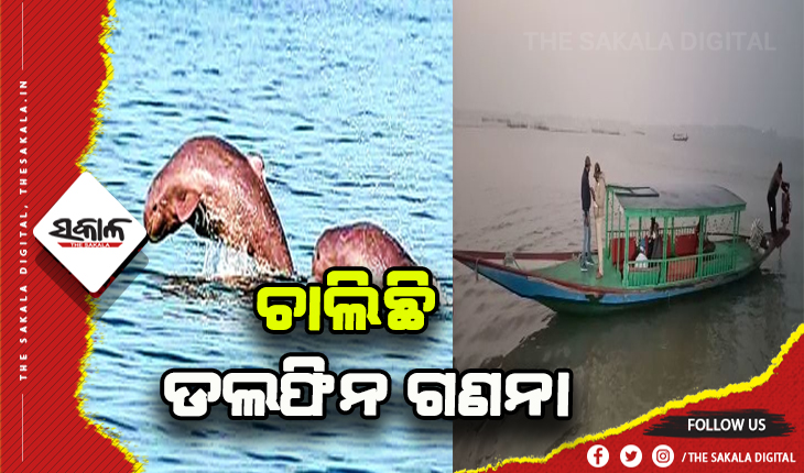 ଚିଲିକାରେ ଚାଲିଛି ଡଲଫିନ ଗଣନା