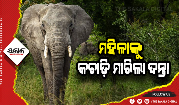 ଘରେ ପଶି ମହିଳାଙ୍କୁ କଚାଡ଼ି ମାରିଲା ଦନ୍ତା ହାତୀ