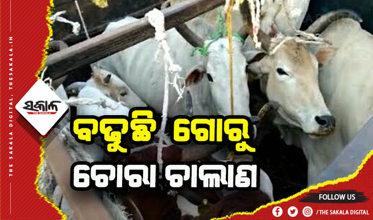 ବଢୁଛି ବେଆଇନ ଗୋରୁ ଚାଲାଣ: ପୁଣି ଉଦ୍ଧାର ହେଲେ ୧୨ ଗୋରୁ, ପିକଅପ ଭ୍ୟାନ ଜବତ