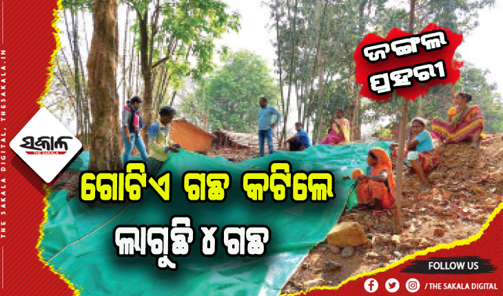 ସହଭାଗିତା ଶିଖାଉଛି ମୟୂରଭଞ୍ଜର ‘ମାଣ୍ଡାମ’ ଗାଁ: ଠେଙ୍ଗାପାଳି କରି ଜଗୁଛନ୍ତି ୪୨୩ ଏକର ଜଙ୍ଗଲ, ଗୋଟିଏ ଗଛ କଟିଲେ ଲାଗୁଛି ୪ ଗଛ