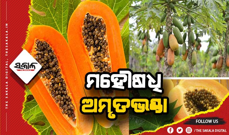 ଜାଣନ୍ତୁ ଅମୃତଭଣ୍ଡାର ଔଷଧୀୟ ଗୁଣ