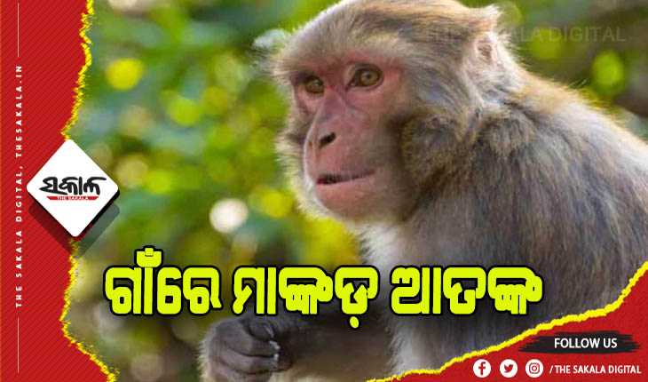 ଗାଁରେ ମାଙ୍କଡ଼ ଆତଙ୍କ: ୧୦ ଦିନରେ ୫ଗୁରୁତର, ନିରବ ଦ୍ରଷ୍ଟା ସାଜିଛି ବନବିଭାଗ