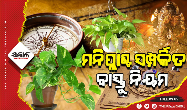 ଘରର ଏହି କୋଣରେ ଲଗାନ୍ତୁ ମନିପ୍ଲାଣ୍ଟ, ଆର୍ଥିକସ୍ତରରେ ଉନ୍ନତି ଆସିବା ସହିତ ଦୂର ହୋଇଯିବ ସମସ୍ତ ନକାରାତ୍ମକ ଶକ୍ତି
