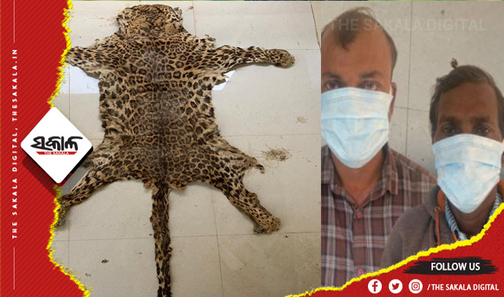 ଏସଟିଏଫ ଓ ବନବିଭାଗର ମିଳିତ ଚଢାଉ: ୨ଟି କଲରାପତରିଆ ଛାଲ ଜବତ, ୨ ଗିରଫ