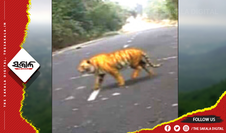 ସୁଲିଆ ଘାଟିରେ ବୁଲୁଛି ବାଘ !