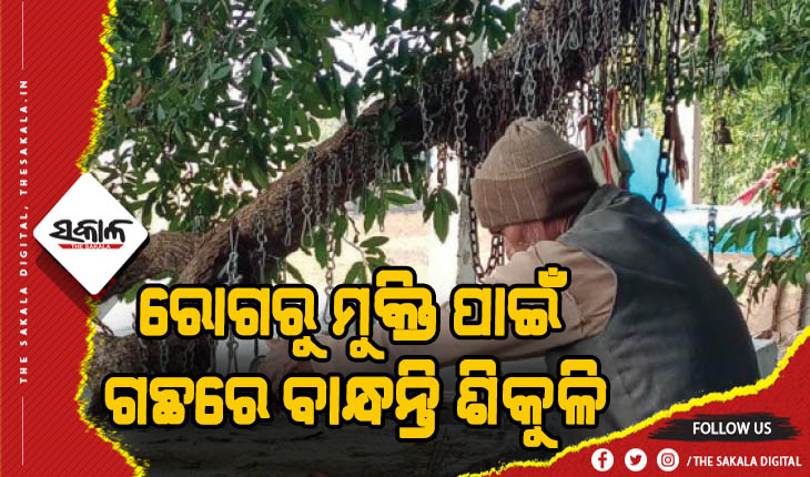 ରୋଗରୁ ମୁକ୍ତି ପାଇଁ ଗଛରେ ବାନ୍ଧନ୍ତି ଶିକୁଳି