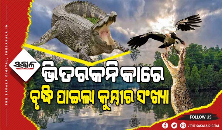 ଭିତରକନିକାରେ ଶେଷ ହେଲା କୁମ୍ଭୀର ଗଣନା, ଠାବ ହେଲା ୧୨୦ ବର୍ଷୀୟ ୨୦ ଫୁଟରୁ ଅଧିକ ଲମ୍ବର ବଉଳା କୁମ୍ଭୀର