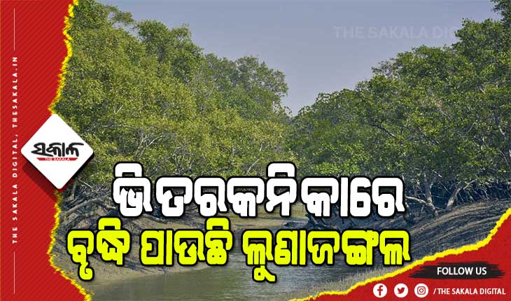 ପ୍ରକାଶ ପାଇଲା ଭାରତ ସରକାରଙ୍କ ଲୁଣା ଜଙ୍ଗଲ ସର୍ଭେ ରିପୋର୍ଟ : ଭିତରକନିକାରେ ସବୁଠୁ ଅଧିକ ବଢିଛି ଲୁଣାଜଙ୍ଗଲ