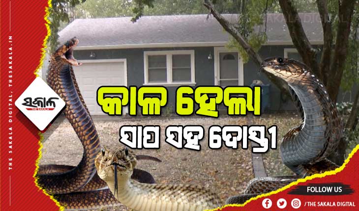 ବନ୍ଦ ଘରୁ ମିଳିଲା ୪୯ ବର୍ଷୀୟ ବ୍ୟକ୍ତିଙ୍କ ମୃତଦେହ, ଘେରି ରହିଥିଲେ ୧୨୫ ବିଷାକ୍ତ ସାପ