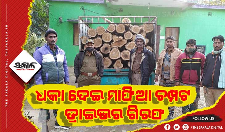 ଶିମିଳିପାଳରେ କାଠ ମାଫିଆ, ଧକା ଦେଇ ମାଫିଆ ଚମ୍ପଟ