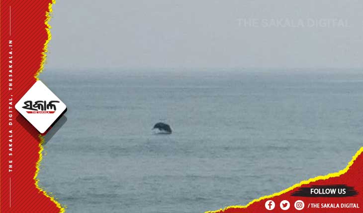 ପର୍ଯ୍ୟଟକଙ୍କୁ ଆକୃଷ୍ଟ କରୁଛି ଋଷିକୂଲ୍ୟା ମୁହାଣରେ ଡଲଫିନ୍