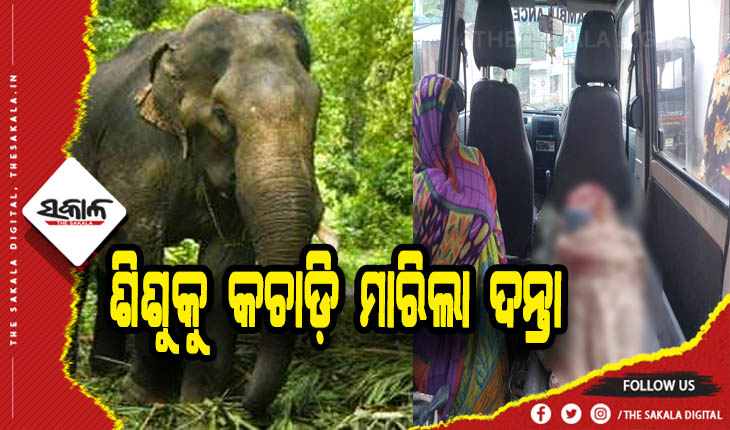 ଘରେ ପଶି ୫ ବର୍ଷର ଶିଶୁକୁ କଚାଡ଼ି ମାରିଲା ଦନ୍ତା ହାତୀ, ଅଳ୍ପକେ ବର୍ତ୍ତିଲେ ବାପା- ମାଆ