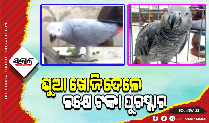 ଶୁଆକୁ ଖୋଜି ଆଣିଲେ ଏକ ଲକ୍ଷ ଟଙ୍କା ପୁରସ୍କାର