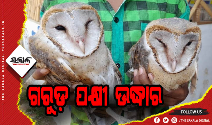 ଦୁଇଟି ଗରୁଡ଼ ପକ୍ଷୀ ଉଦ୍ଧାର
