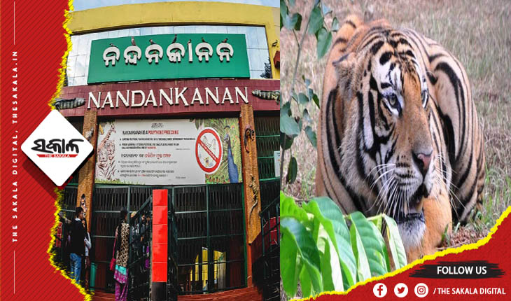 ନନ୍ଦନକାନନରୁ ଆସିଲା ଦୁଃଖଦ ଖବର: ଆଖି ବୁଜିଲା ନାଲି ମହାବାଳ ଶାବକ