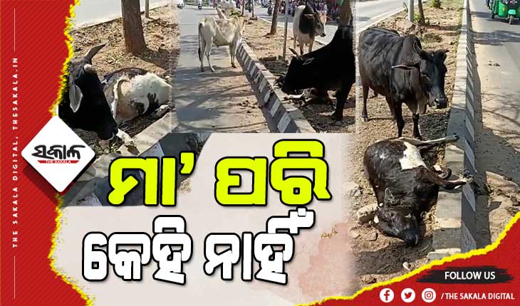 ପଶୁ ହେଲେ ବି ମାଆ : ଅଜଣା ଗାଡି ଧକ୍କାରେ ବାଛୁରୀ ମରିଗଲା ପରେ ମଧ୍ୟ ଛାଡି ଯାଉନି ଗାଈ