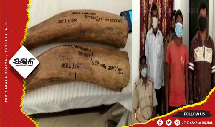 ଏସଟିଏଫର ଚଢାଉ: ହାତୀଦାନ୍ତ ଜବତ, ୨ ଗିରଫ