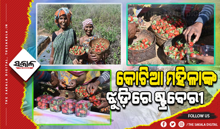 ବଦଳୁଛି କୋଟିଆ, ଷ୍ଟ୍ରବେରୀ ଚାଷ କରି ସ୍ୱାବଲମ୍ବୀ ହେଉଛନ୍ତି ମହିଳା