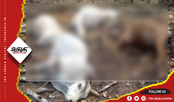 ଚରୁଥିବାବେଳେ ଛିଣ୍ଡି ପଡ଼ିଲା ବିଦ୍ଯୁତ ତାର: ୫ ଗାଈ ମୃତ   