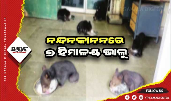 ନନ୍ଦନକାନନରେ ୭ ହିମାଳୟ ଭାଲୁ