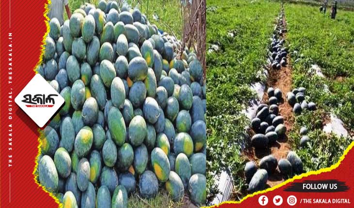 ଗ୍ରୀଷ୍ମ ପ୍ରବାହରେ ବଢୁଛି ତରଭୁଜ ଚାହିଦା