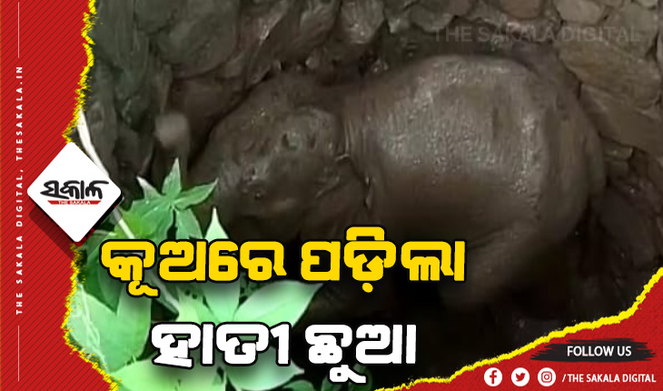 ପରିତ୍ୟକ୍ତ କୂଅରେ ପଡ଼ିଲା ହାତୀ ଛୁଆ, ଉଦ୍ଧାର ପାଇଁ ଚାଲିଛି ଉଦ୍ୟମ