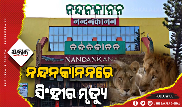 ସାପ କାମୁଡାରେ ନନ୍ଦନକାନନର ଏକ ସିଂହୀର ମୃତ୍ୟୁ