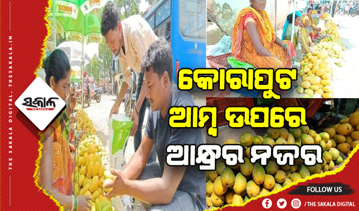 ବଢ଼ିବାରେ ଲାଗିଛି ଆମ୍ବ ଚାହିଦା: କୋରାପୁଟ ଆମ୍ବ ଉପରେ ରହିଛି ଆନ୍ଧ୍ରର ନଜର