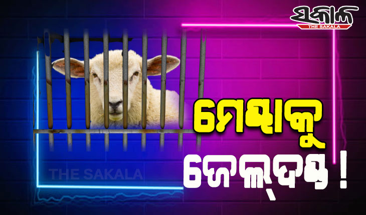 ମହିଳାଙ୍କ ହତ୍ୟା ମାମଲାରେ ମେଣ୍ଢାକୁ ୩ ବର୍ଷ ଜେଲ୍‌ଦଣ୍ଡ !