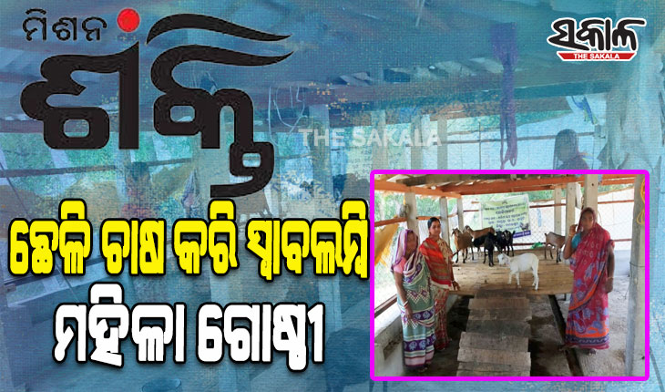 “ମିଶନ ଶକ୍ତି” ଦେଖାଇଲା ବଞ୍ଚିବାର ନୂତନ ରାହା; ଛେଳି ଚାଷ କରି ସ୍ୱାବଲମ୍ବି ହୋଇ ପାରିଛନ୍ତି ମହିଳା ଗୋଷ୍ଠୀ