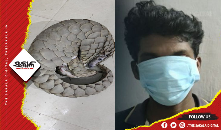 ବଜ୍ରକାପ୍ତା ବିକ୍ରି ପାଇଁ ଡିଲ୍ ଚାଲିଥିବାବେଳେ ମାଡିବସିଲା ଏସଟିଏଫ୍, ଜଣେ ଜଙ୍ଗଲୀ ତସ୍କର ଗିରଫ