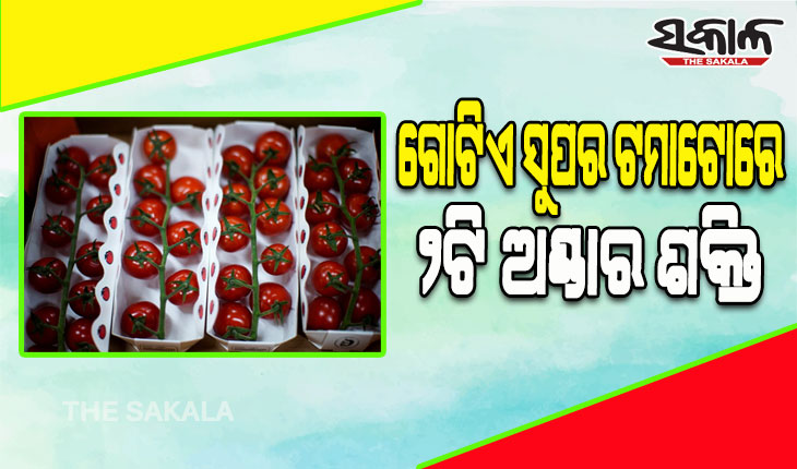 ସୁପର ଟମାଟୋ ବନାଇଲେ ବୈଜ୍ଞାନିକ; ଗୋଟିଏ ଟମାଟୋରେ ୨ଟି ଅଣ୍ଡାର ଶକ୍ତି