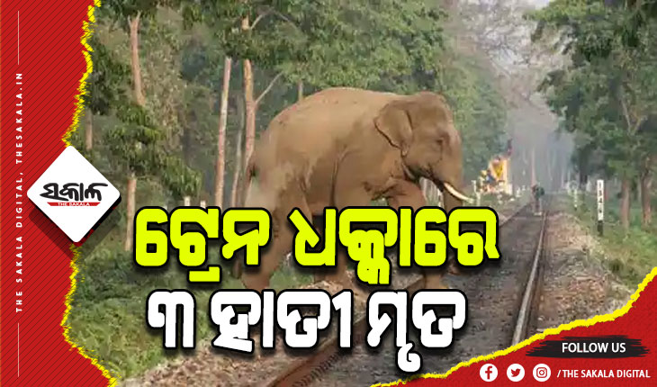 ମାଲବାହୀ ଟ୍ରେନ ଧକ୍କାରେ ୩ ହାତୀ ମୃତ