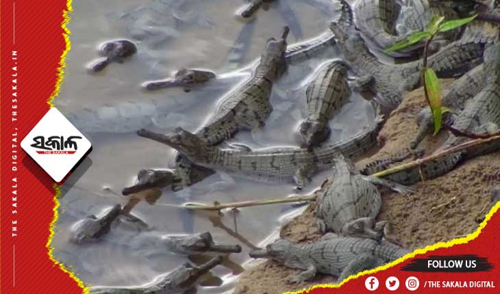 ସତକୋଶିଆରେ ପୁଣିଥରେ ଖୁସି: ଦ୍ୱିତୀୟ ଥର ପାଇଁ ସାତକୋଶିଆ ଗଣ୍ଡରେ ଜନ୍ମ ନେଲେ ୩୨ ଘଡ଼ିଆଳ ଛୁଆ