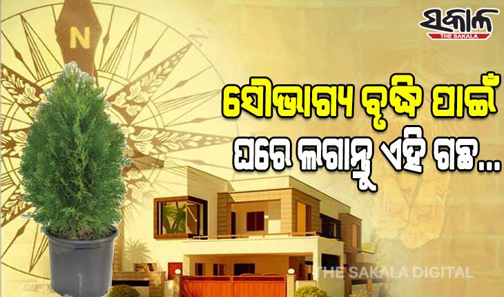 ବାସ୍ତୁ ଟିପ୍ସ: ସୁଖସମୃଦ୍ଧି ବୃଦ୍ଧି ହେବା ସହ ଆର୍ଥିକ ସଙ୍କଟ ଦୂର କରିବା ପାଇଁ ଘରେ ଲଗାନ୍ତୁ ଏହି ଗଛ…