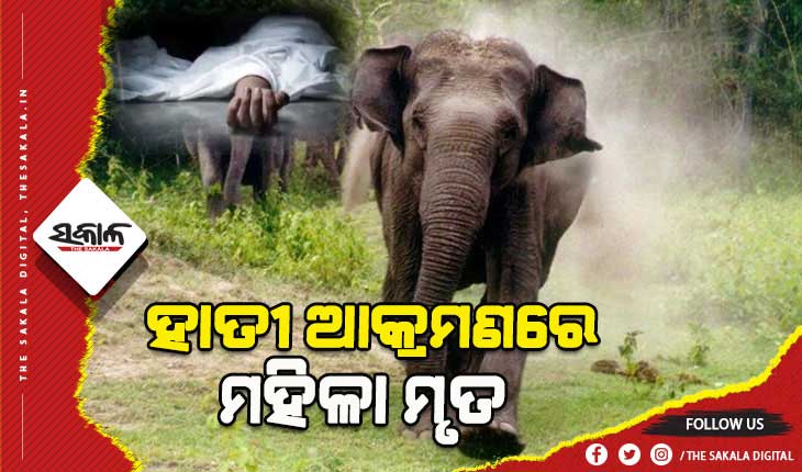 ସଉଦା ଆଣି ଫେରିଵାବେଳେ ଆକ୍ରମଣ କଲା ଦନ୍ତା, ମହିଳା ମୃତ