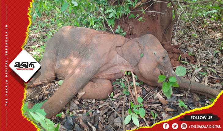 ସାତକୋଶିଆ ରେ ପୁଣି ଏକ ଛୁଆ ମାଈ ହାତୀ ର ମୃତ୍ୟୁ