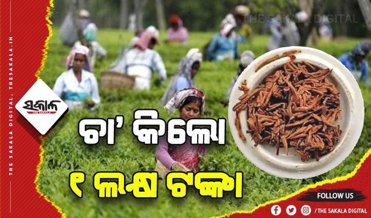 ଆସାମର ପାଭୋଜନ୍‌ ଗୋଲ୍ଡ ଟି ସବୁଠୁ ମହଙ୍ଗା ଚା’: କିଲୋ ୧ ଲକ୍ଷ ଟଙ୍କାରେ ହେଲା ନିଲାମ